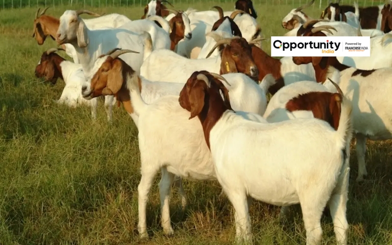 Goat Farming Business Plan: Key Steps